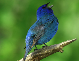 Photo 3 from Atlanta Audubon Society